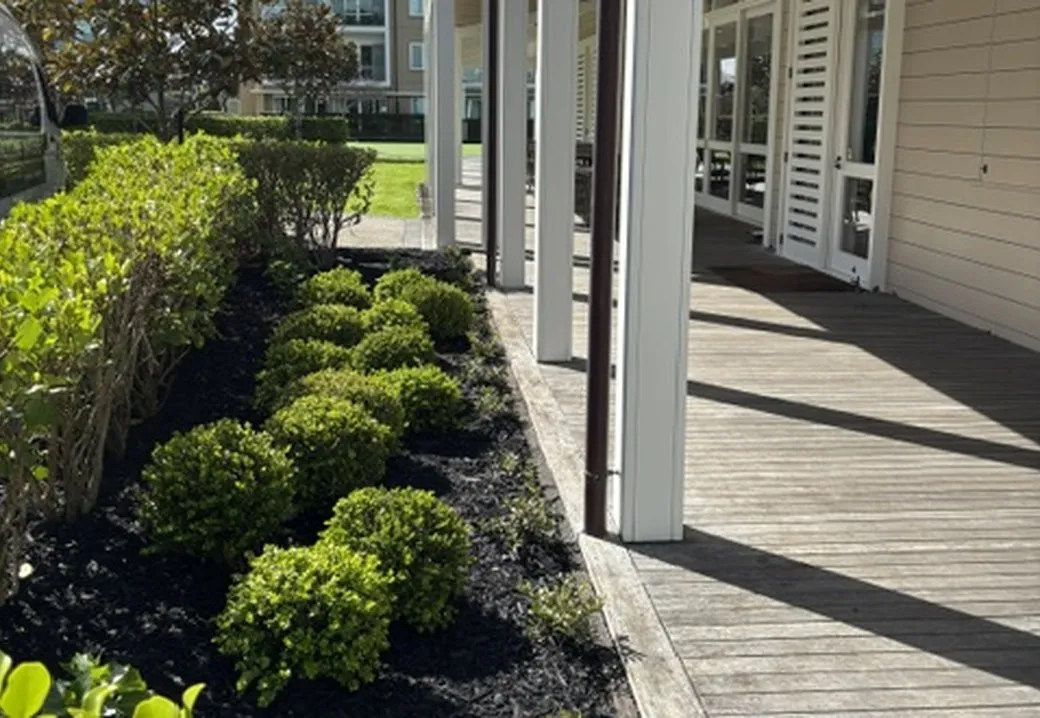 A clipped box hedge bed in fresh black mulch running the length of a covered boardwalk at a retirement village