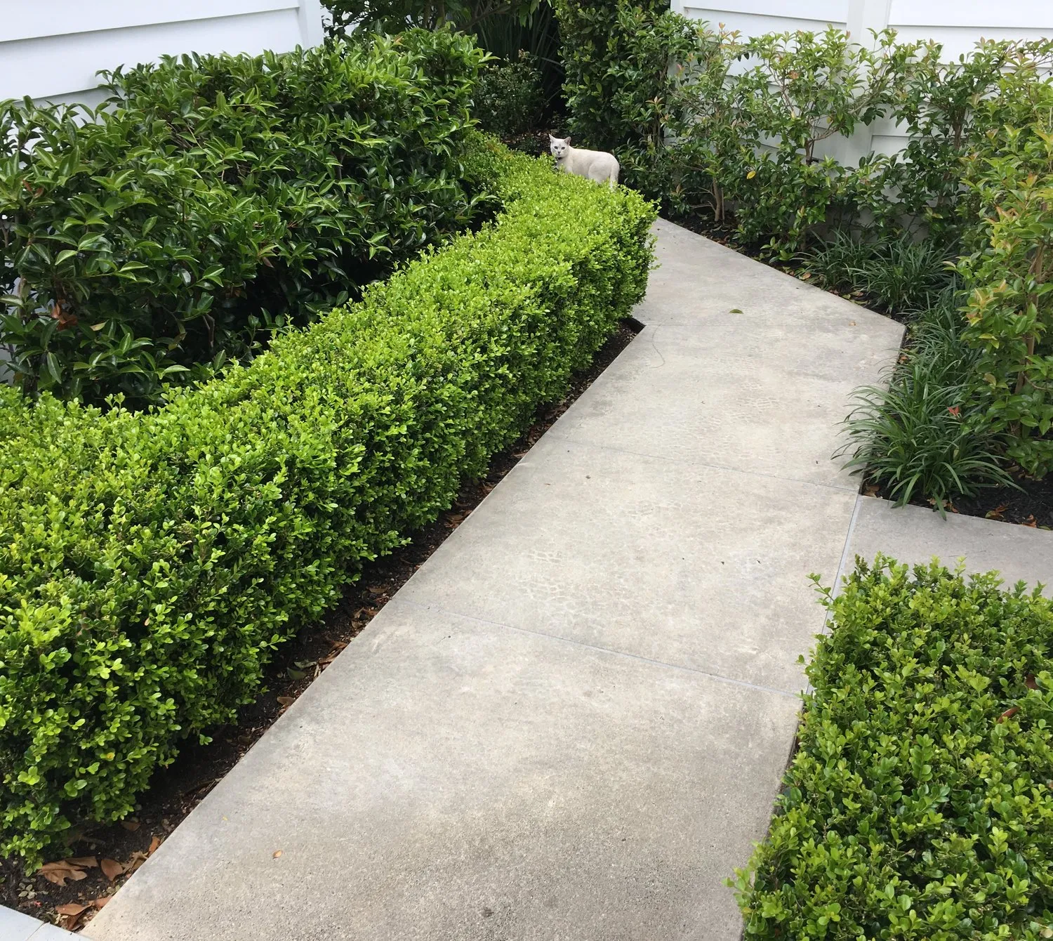 Box hedging kept sharp along a concrete path