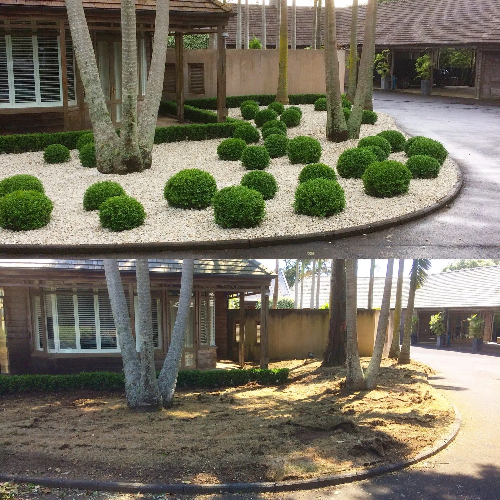 Clipped ball topiary set in white gravel beneath mature trees