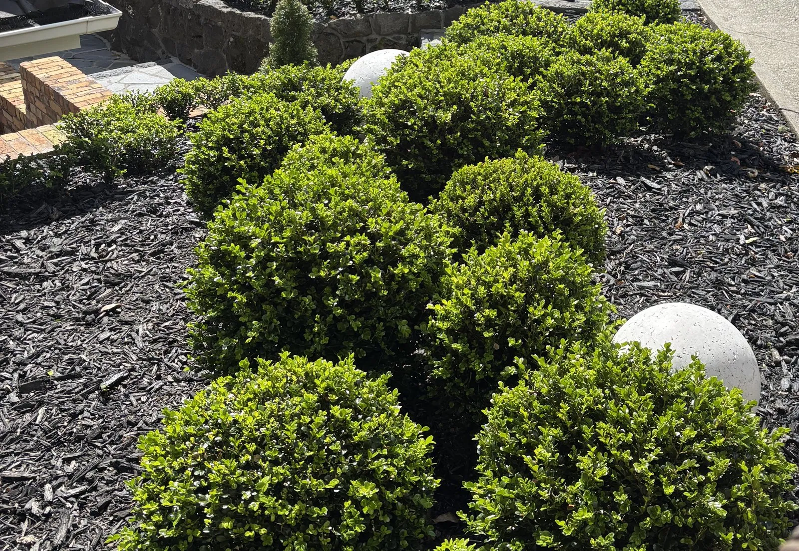 Box balls clipped tight in fresh black mulch, with stone spheres between them
