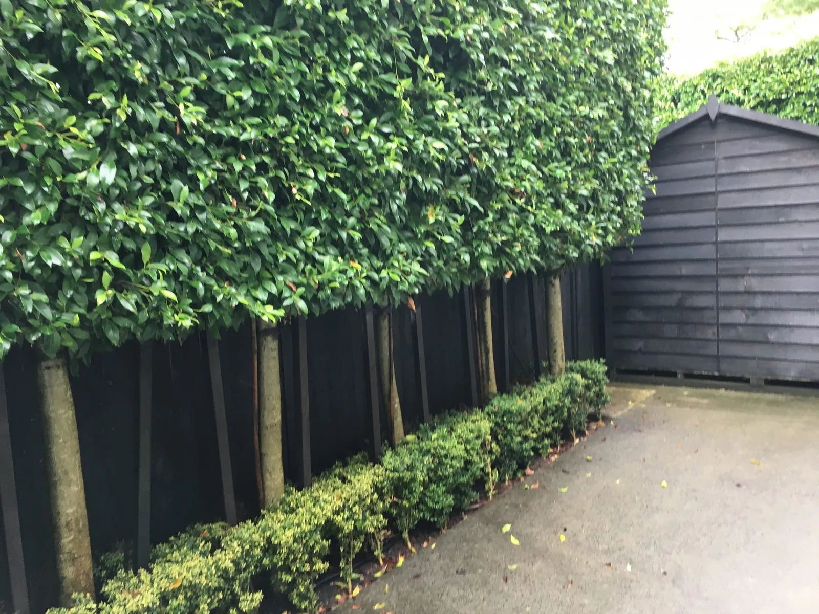 A tall hedge trimmed square against a dark fence