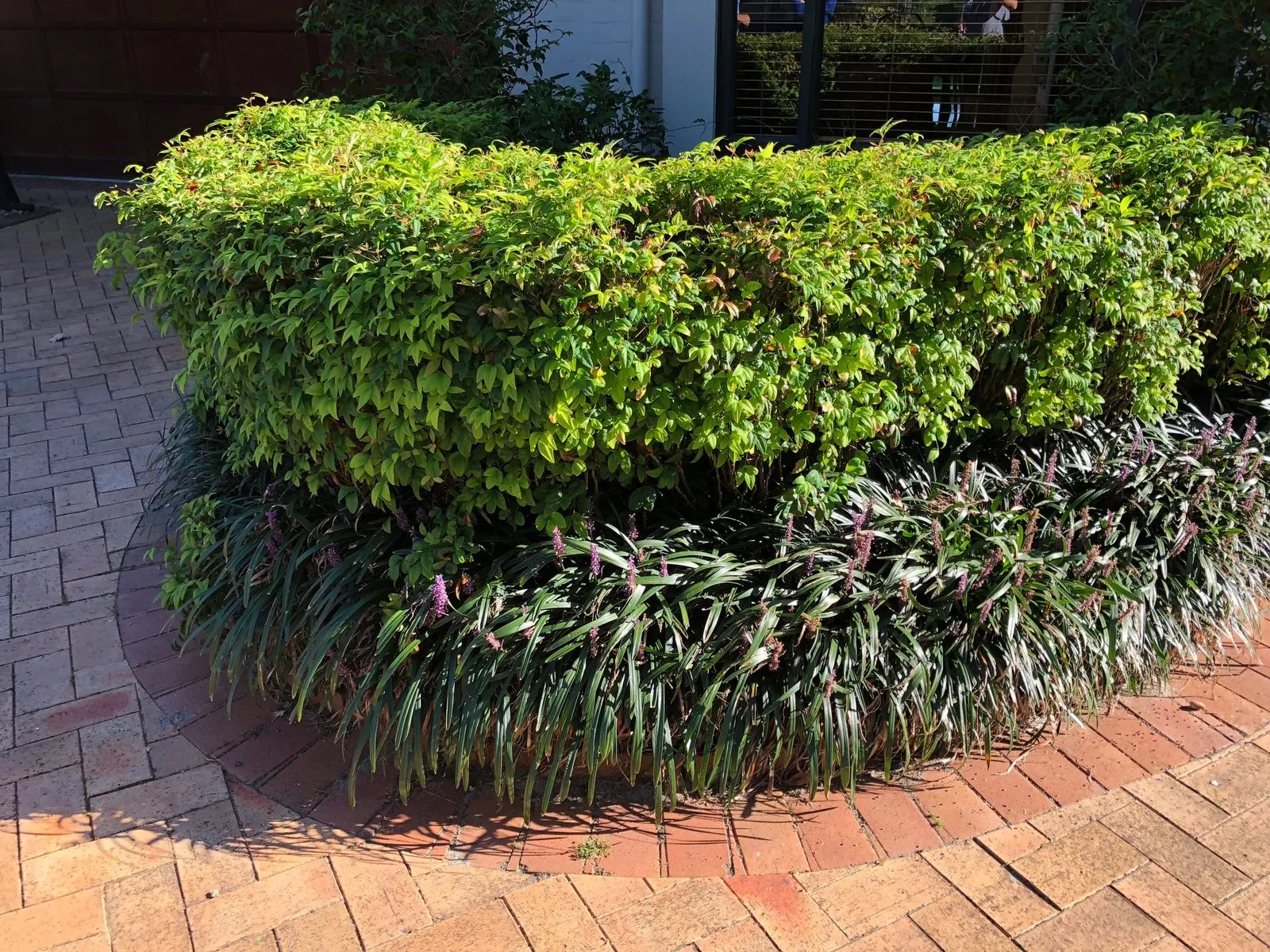 A clipped hedge above a bromeliad border beside brick paving