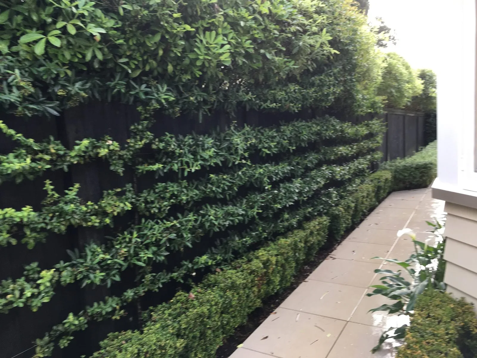 A long hedge kept sharp along a paved path