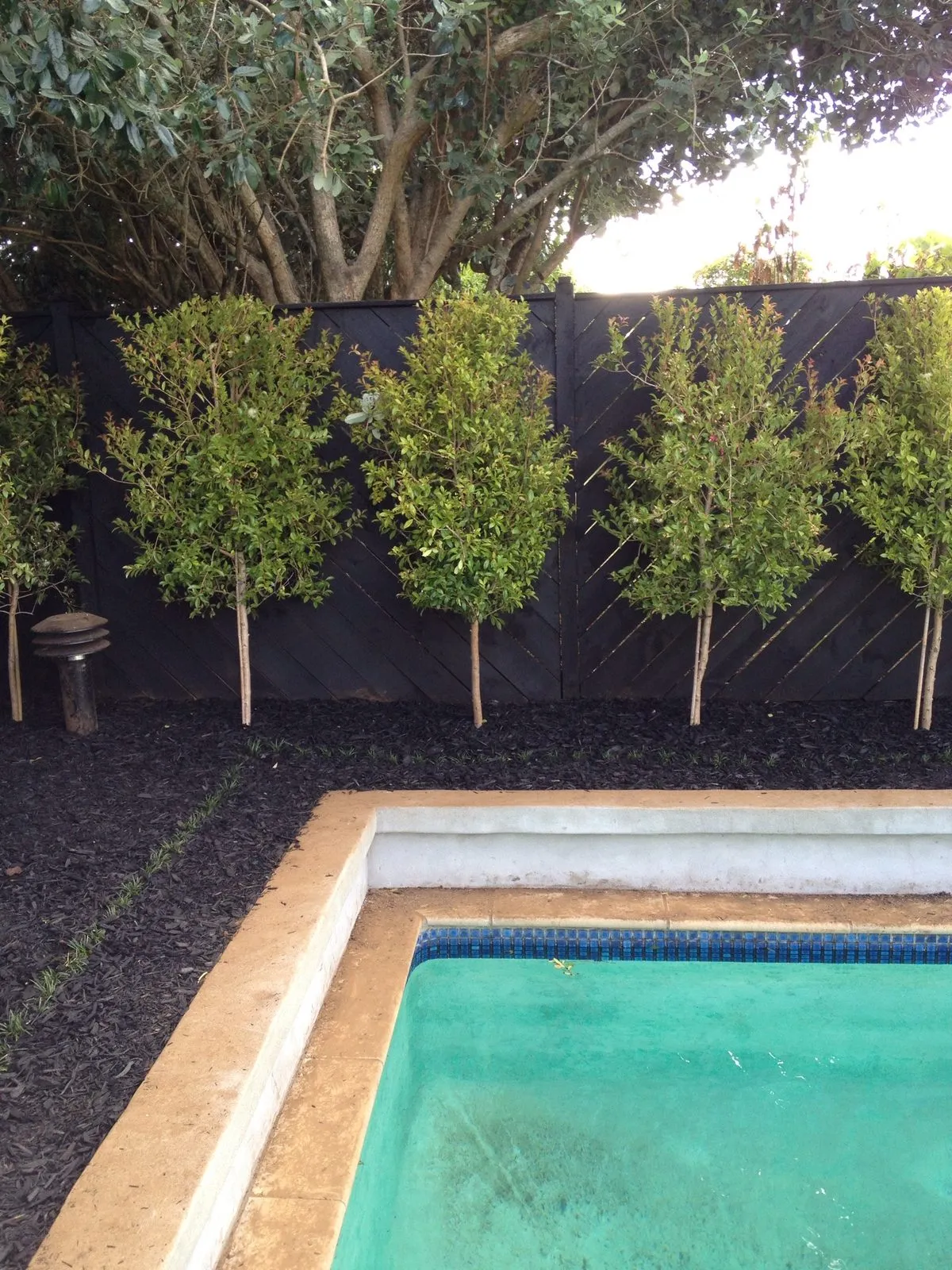 Trees and clipped planting framing a swimming pool
