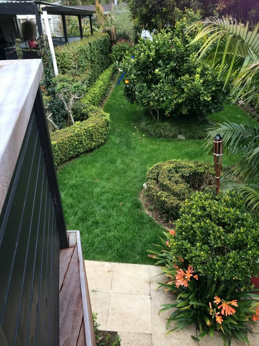 A topiary garden with clipped shapes and a curved lawn edge