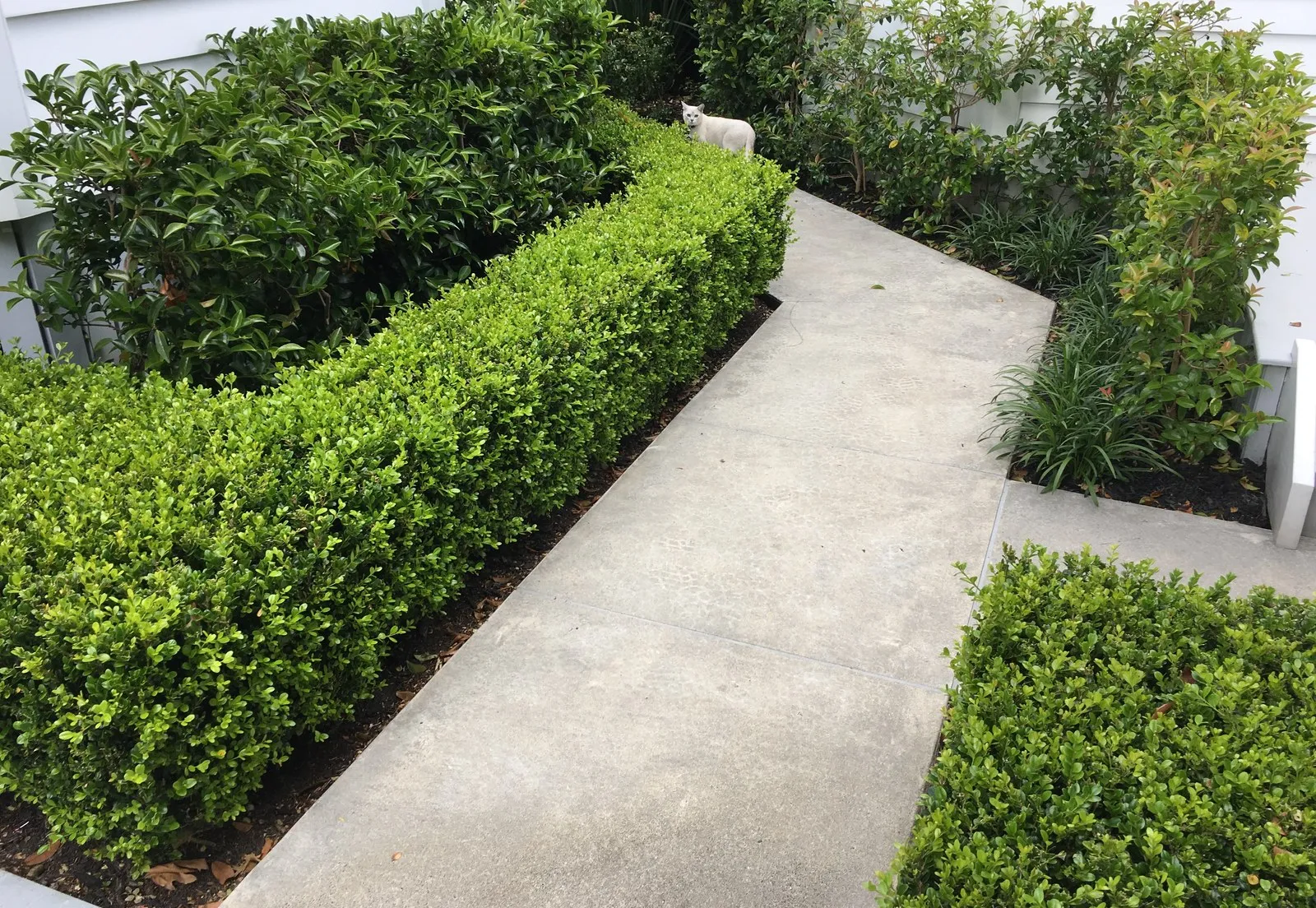 A clipped hedge kept sharp along a concrete path