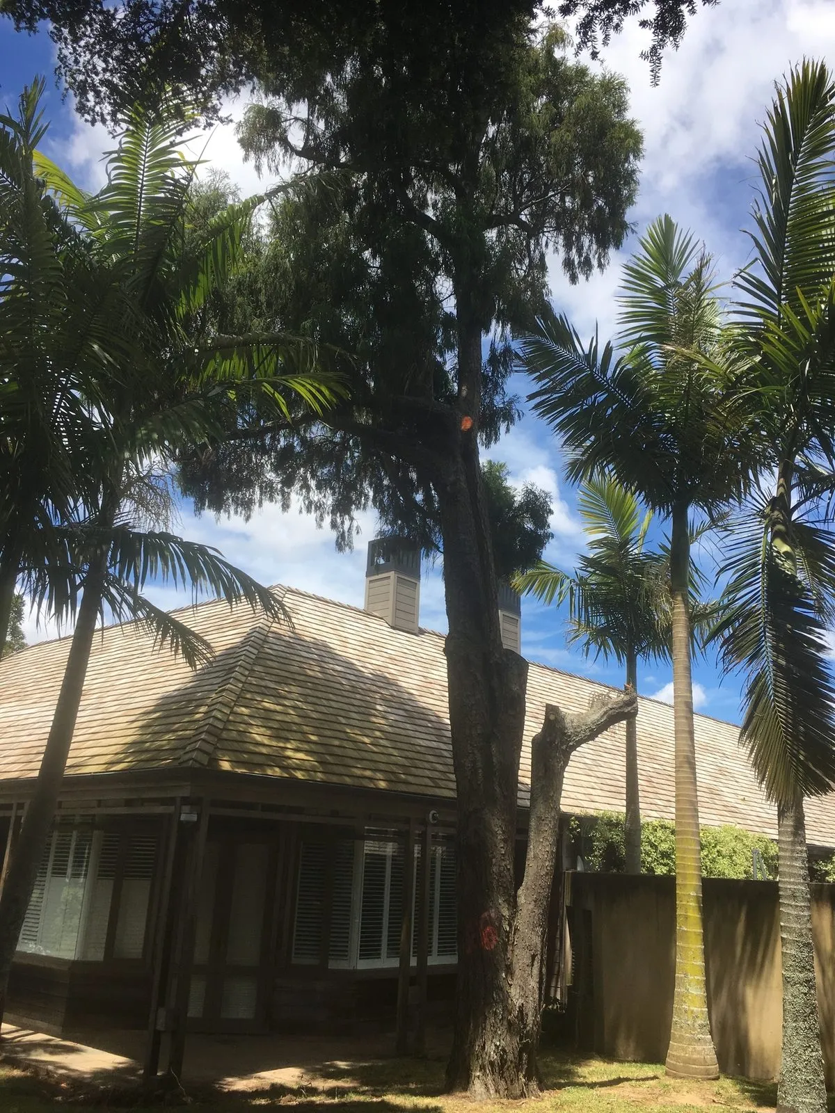 Mature palms beside a tiled roof