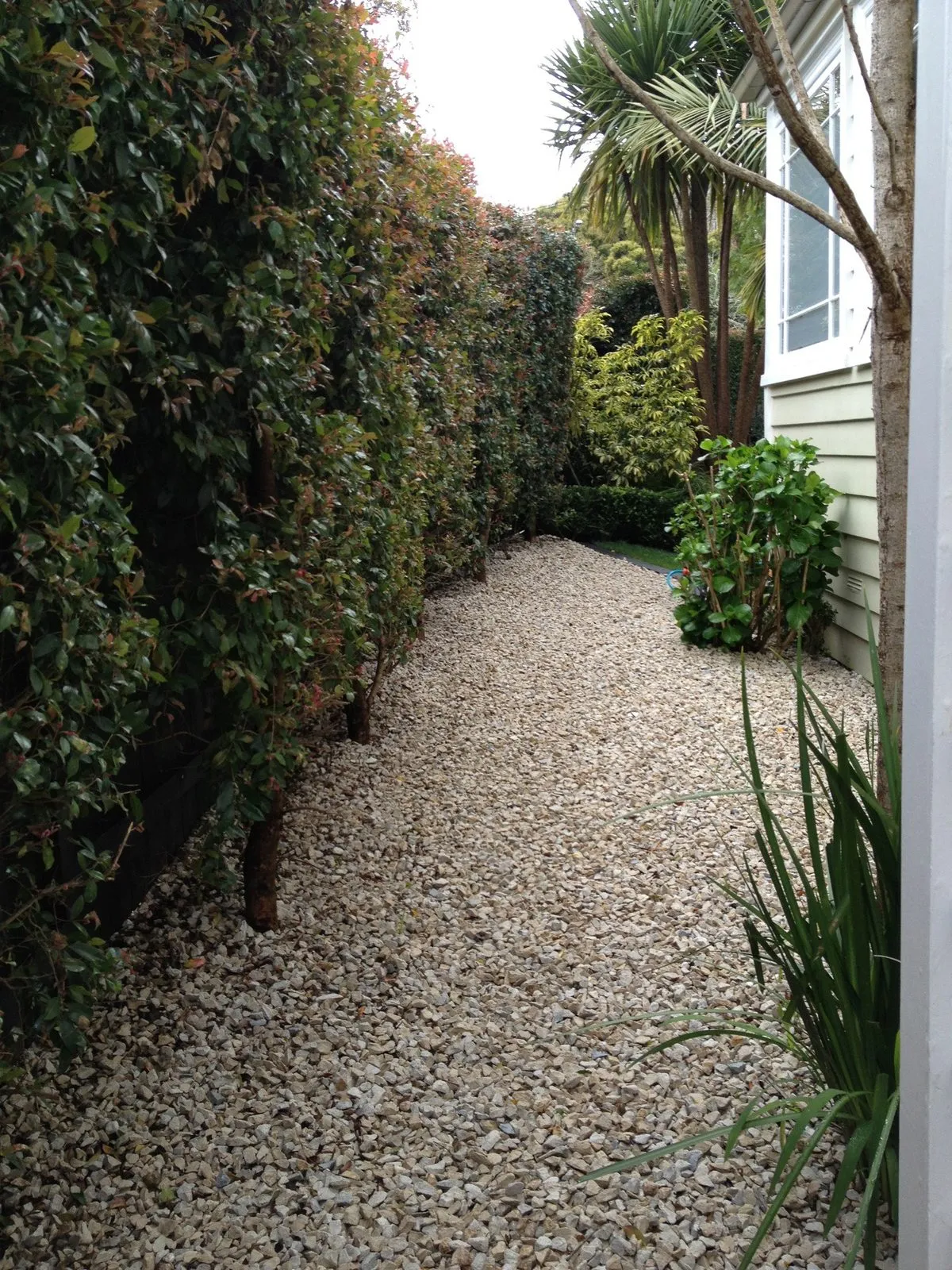 A gravel path running between clipped hedging